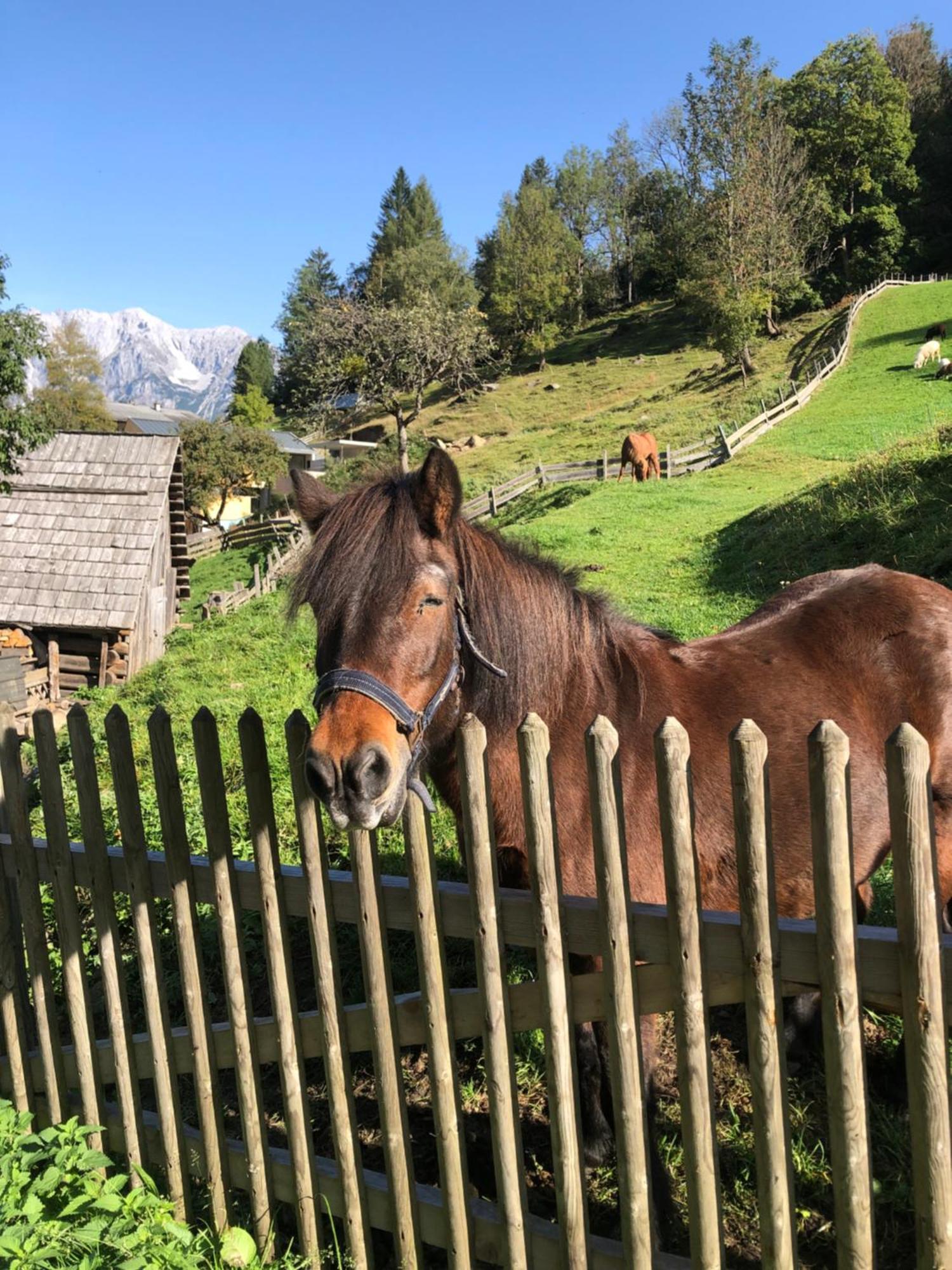 Auerhof Villa Schladming Bagian luar foto