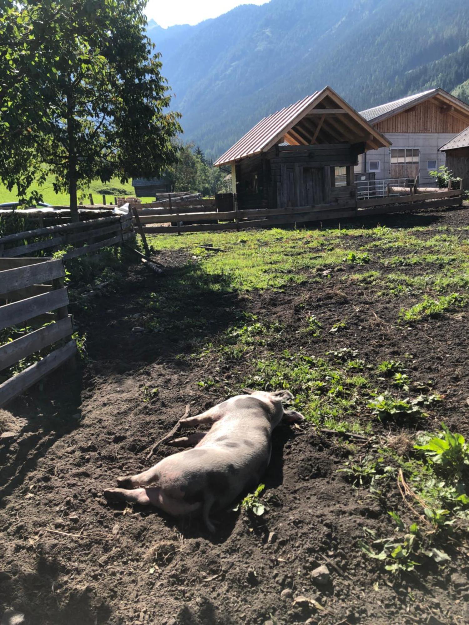 Auerhof Villa Schladming Bagian luar foto