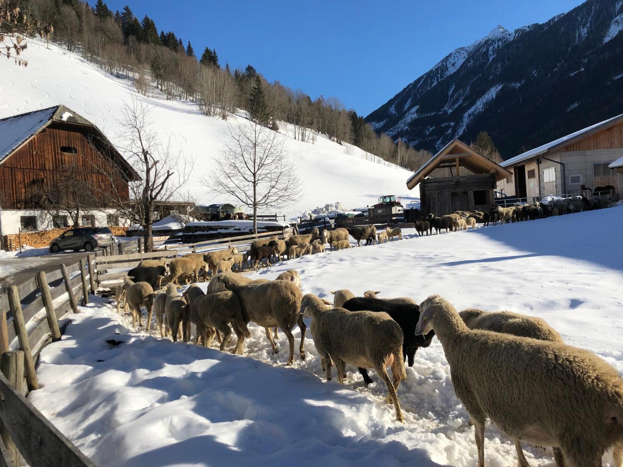 Auerhof Villa Schladming Bagian luar foto